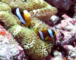 Nemo at the Great Barrier Reef by Heather Shaw 